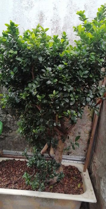 Bonsai fícus Ginceng