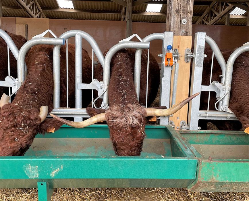 AGRITUBEL drabina paszowa samozatrzaskowa zatrzaski dla bydła krów