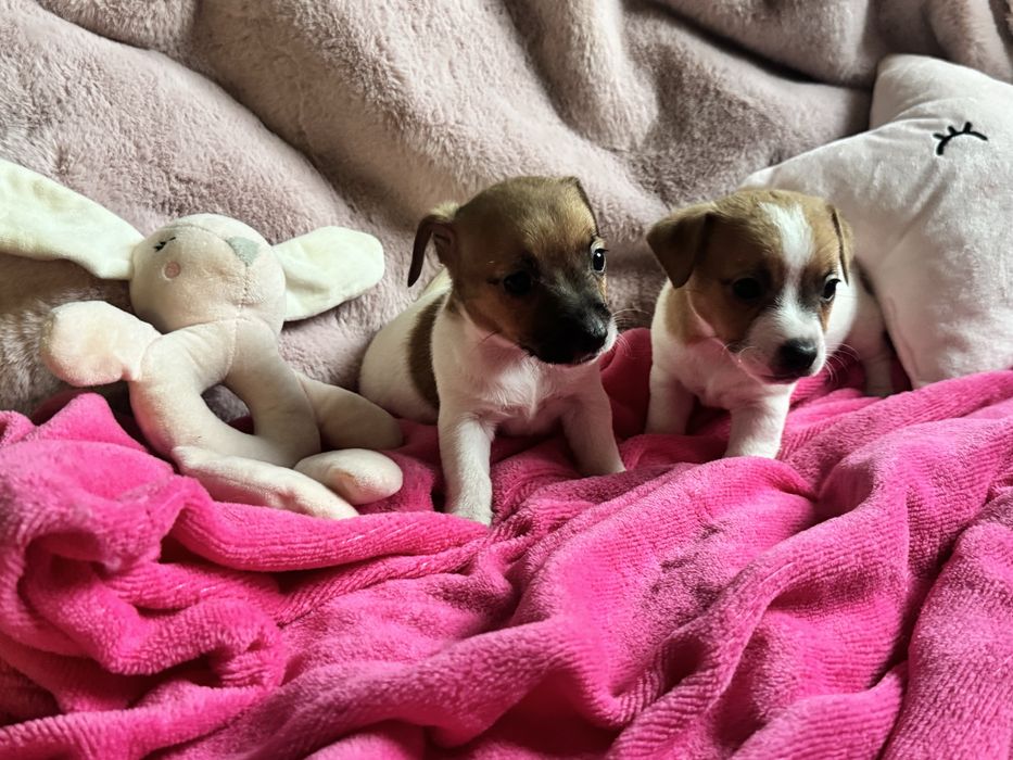 Jack Russell Terrier - SUNIA gotowa do odbioru