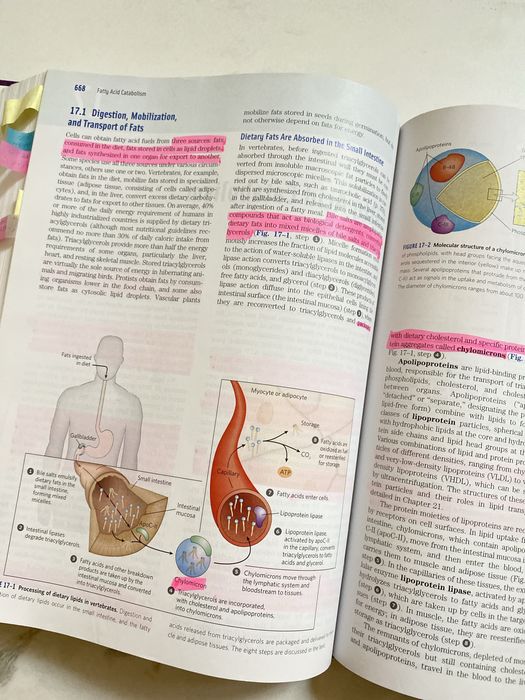 Livro técnico Lehninger - Principles of Biochemistry 6th Edition