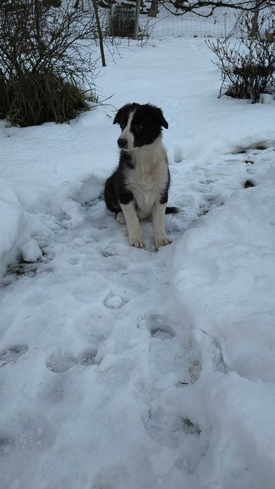 Border collie - OSTATNI PIESEK