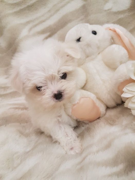 Sunia Maltańczyk  *Super Mini* z Rodowodem. Waga do 2,2kg.