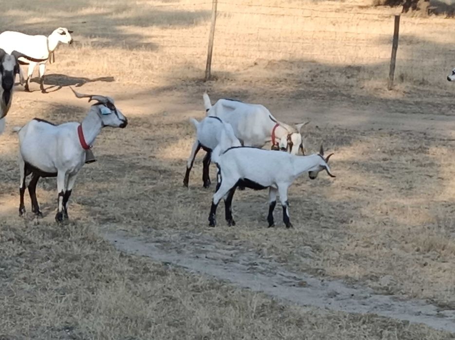 Cabras serpentinas (puras)