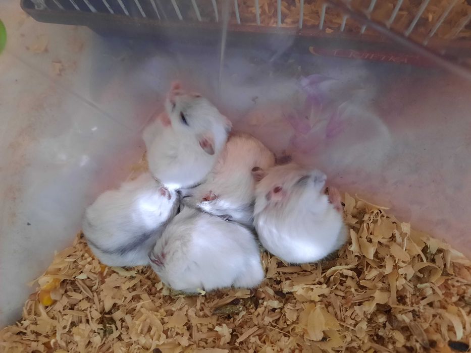 Хомячки, маленькие джунгарики