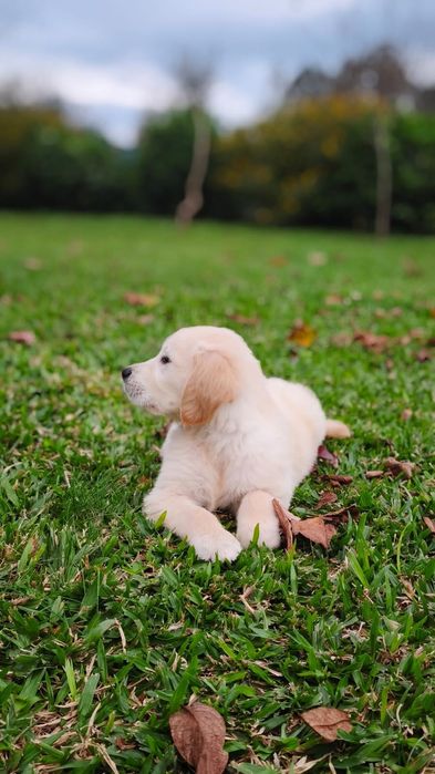 Golden Retriever disponível