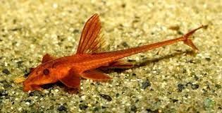 GB Loricaria RED Lizard, "Zbrojnik Czerwony"