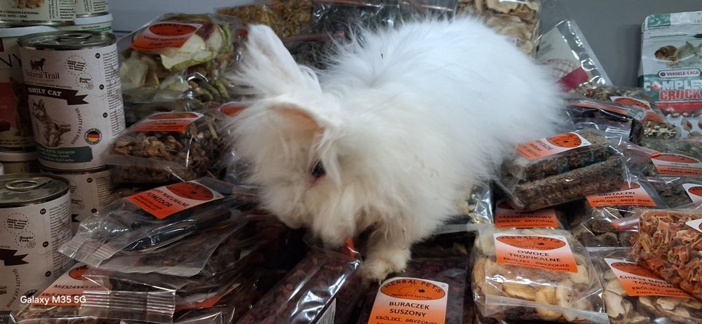 Królik jak marzenie