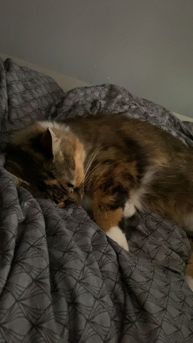 Luna, 3-letnia kotka domowa, szuka nowego domu