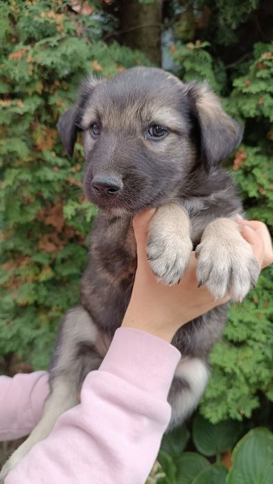 Відаємо цуциків 2 місяці