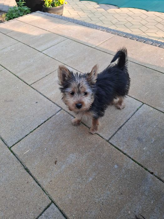 YorkShirre Terrier z Rodowodem Piesek