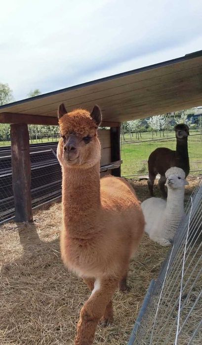 Samiec alpaki rozpłodowy