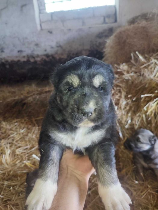 Кавказька вівчарка