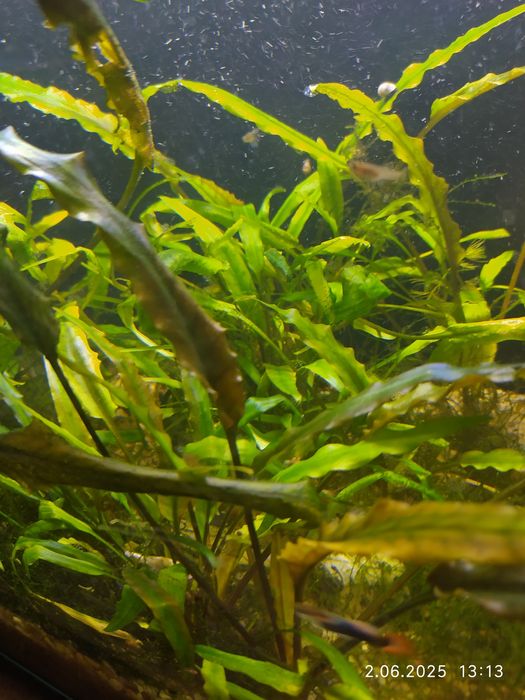 Roślina akwariowa kryptokoryna