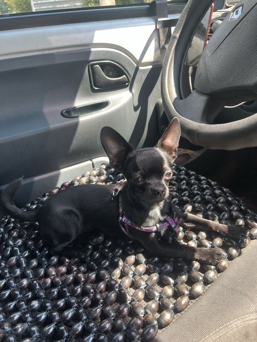 Малышка чихуахуа ищет любящую семью