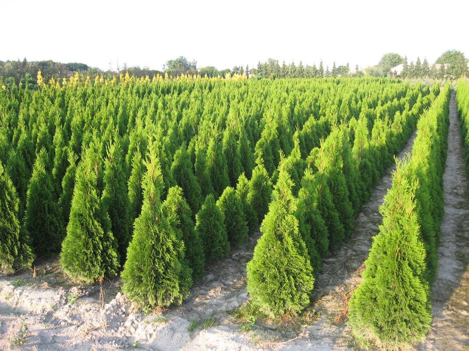 THUJA TUJA Szmaragd na żywopłot do 220cm PROMOCJA