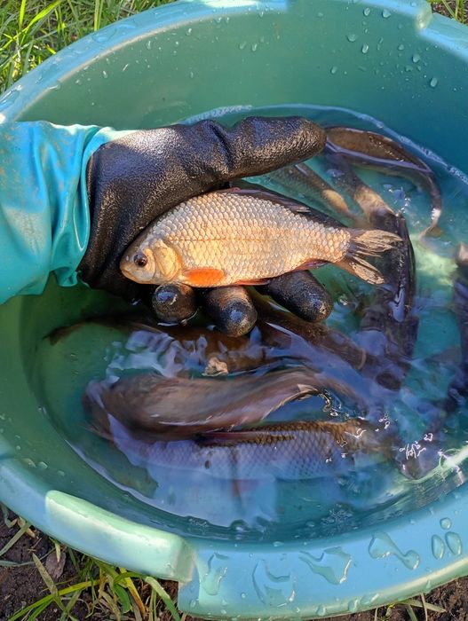 Lin narybek/kroczek. Amur , Tołpyga , Karp.
