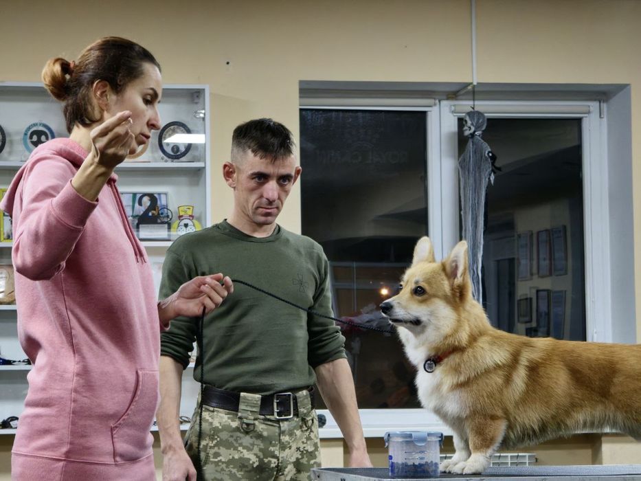 Вельш Коргі Пемброк