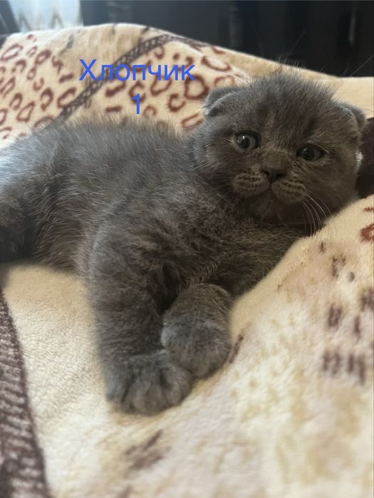 Шотландські кошенята