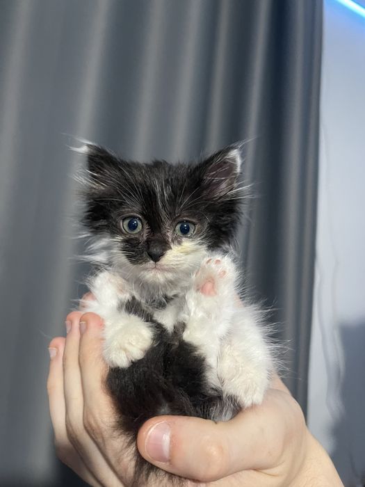 5 кошенят, яких викинули на смітник, шукають дім