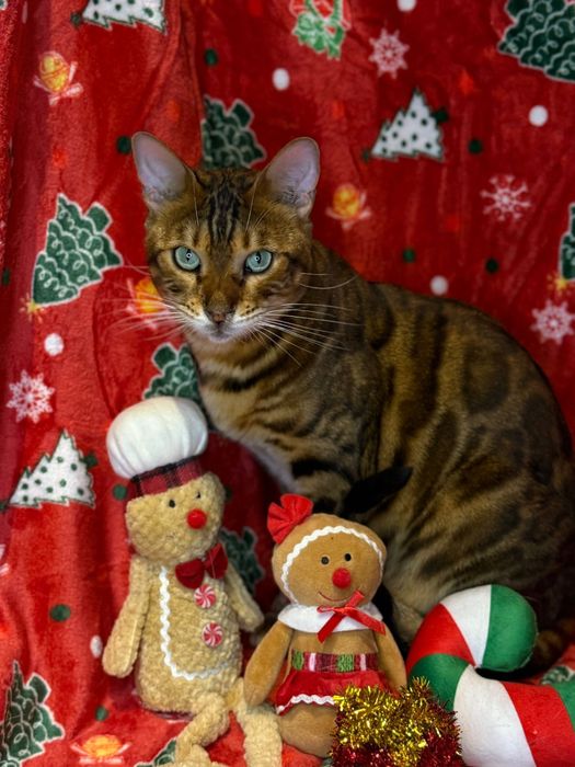 Bengal i Szarusia do adopcji wspolnej szukaja domu