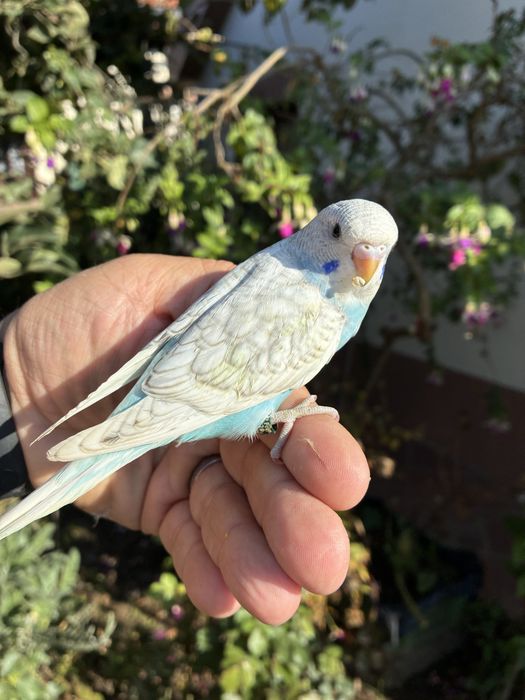 Fantastico Periquito domesticado - baixa de preço