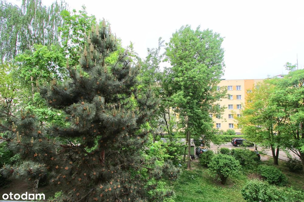Ładne 3 pokojowe z kuchnią i dużym balkonem. Blok otoczony zielenią - More