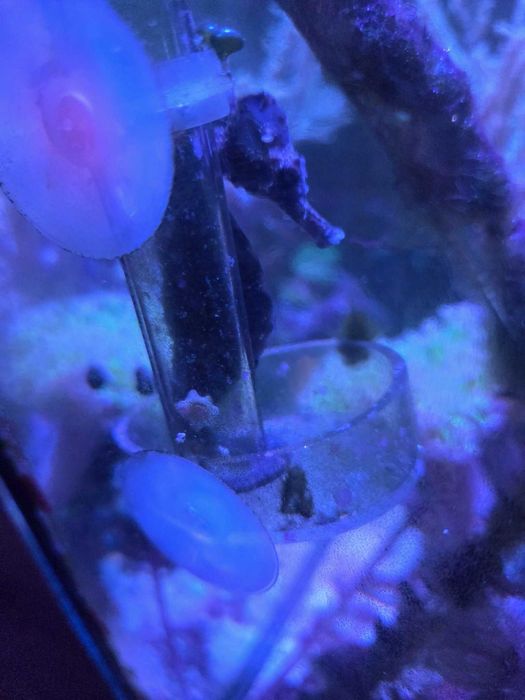 Akwarium morskie, koniki morskie, koralowce, iglicznia, mitrax