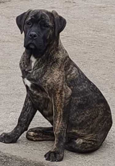 Цуценята Кане корсо