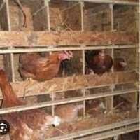 Продам несучку 12міс  Вже несеться