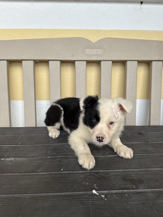 Border Collie Femea Linda Preta e Branco