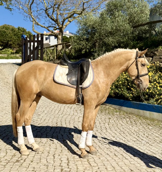 Belíssimo Poldro Palomino PSL