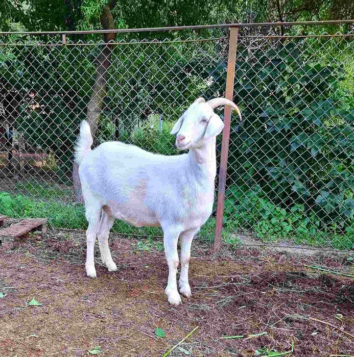 Кози англо нубійські