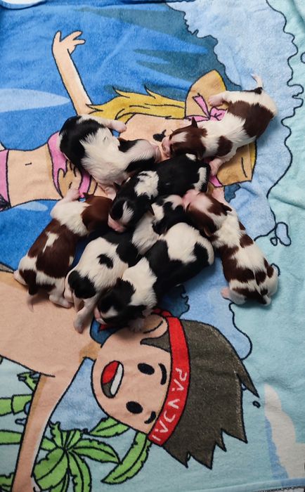 Yorkshire terrier biewer suczka