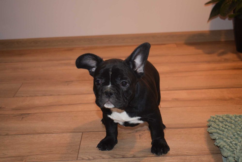 Buldog francuski szczenię - suczka