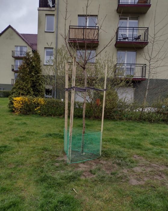 Sadzenie drzew nasadzenia zastepcze ogrodnik wycinka drzew formalnosci