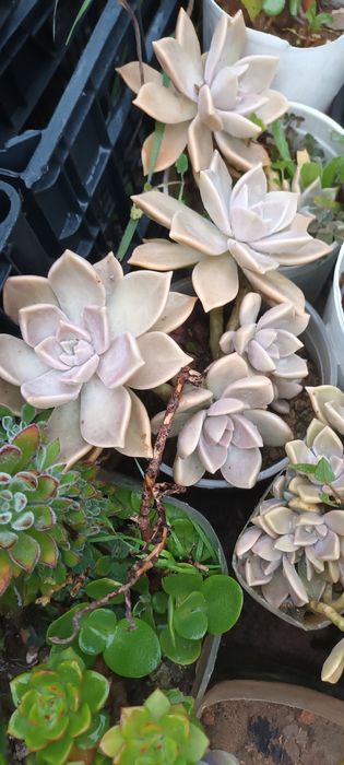 Suculentas - diversas variedades