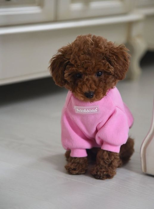 Малишка той пудель ред браун,