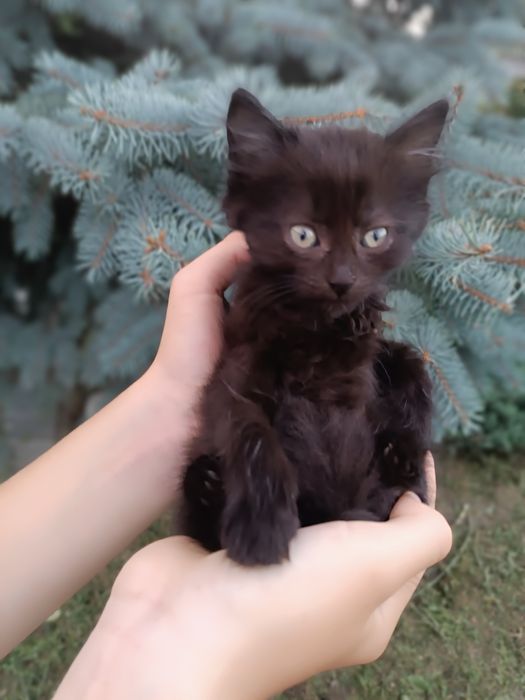 Віддам котиків  безкоштовно