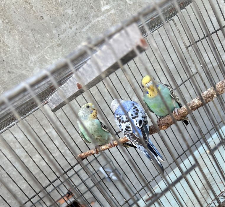 Periquitos autralianos novos