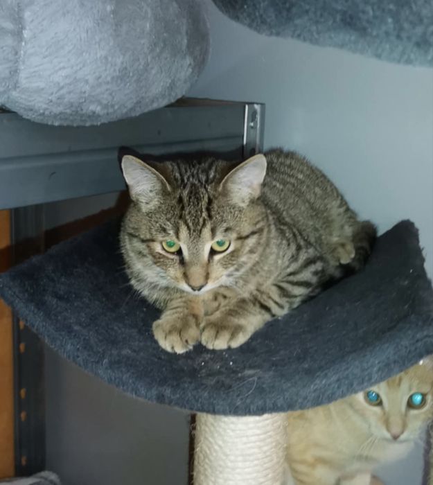 Farfocel - piękny kocurek szuka domu!