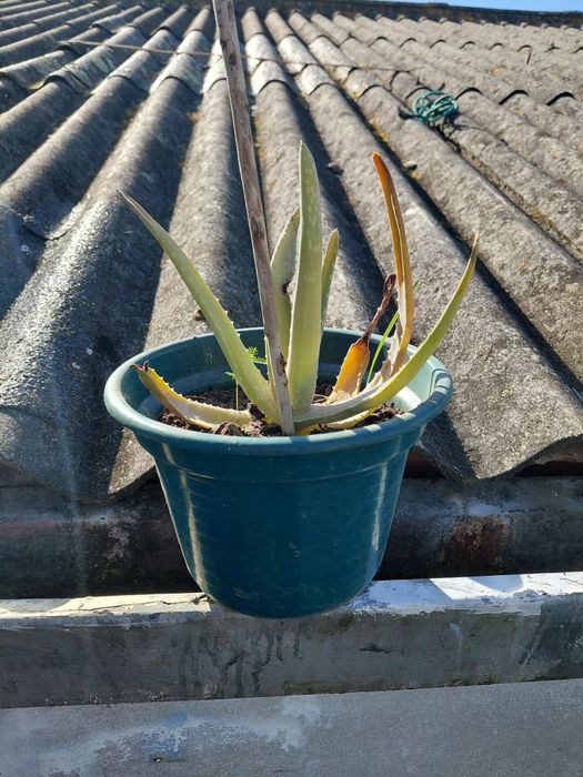 Vaso com suculenta 5€