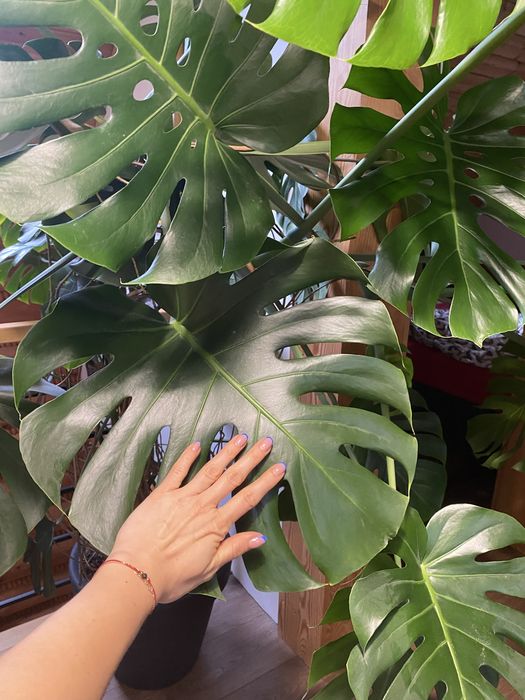 Monstera ponad 2 metry