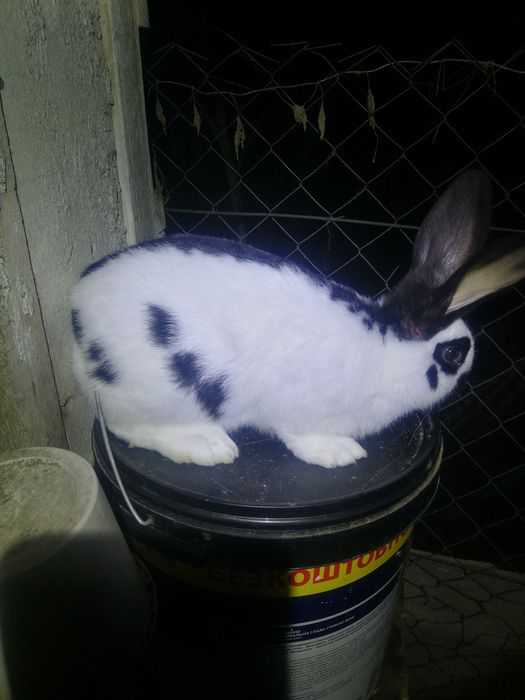 Кролі кролики строкач