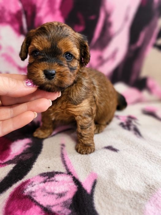 Sunia maltipoo złota
