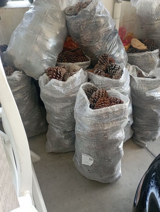 Vende-se Pinhocas