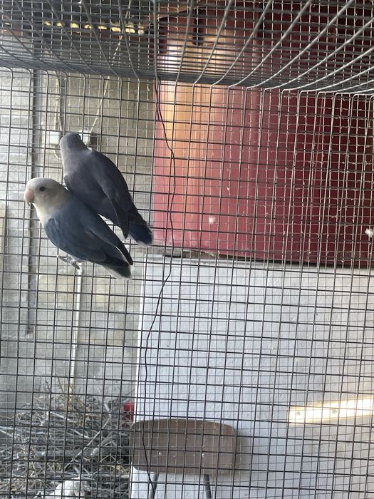 casal agapornis roseicollis
