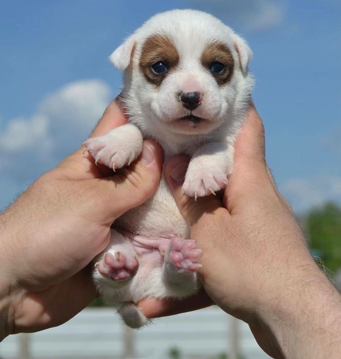 Джек Рассел чистокровные