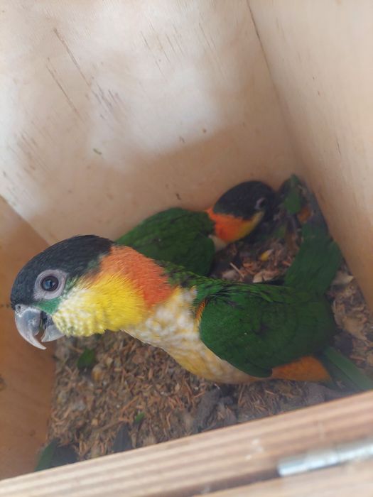 Marianinhas cabeça preta