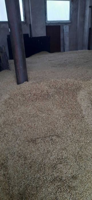 Owies  / owies siewny