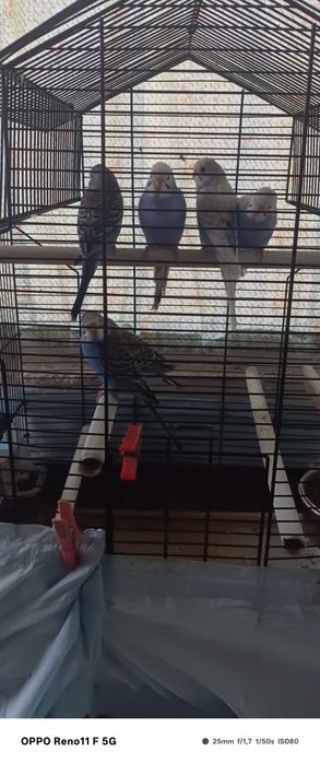 Vendo periquitos.